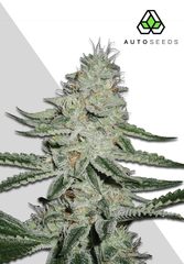 Sativa Auto Flower