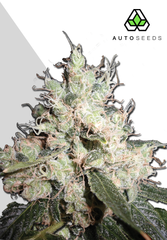 Products tagged with jackherer