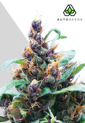 Products tagged with purps