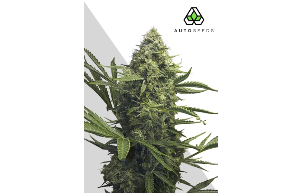Sweet CBD Auto Fem 5 pk