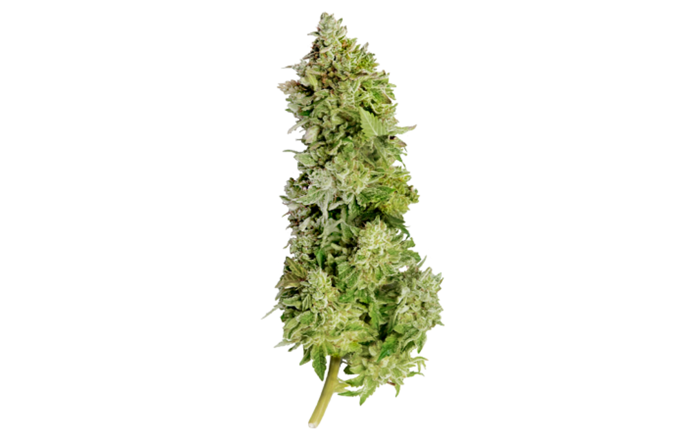 Beast Mode Auto Fem 5 pk