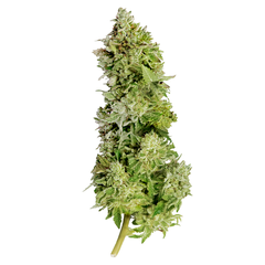 Products tagged with bluedream