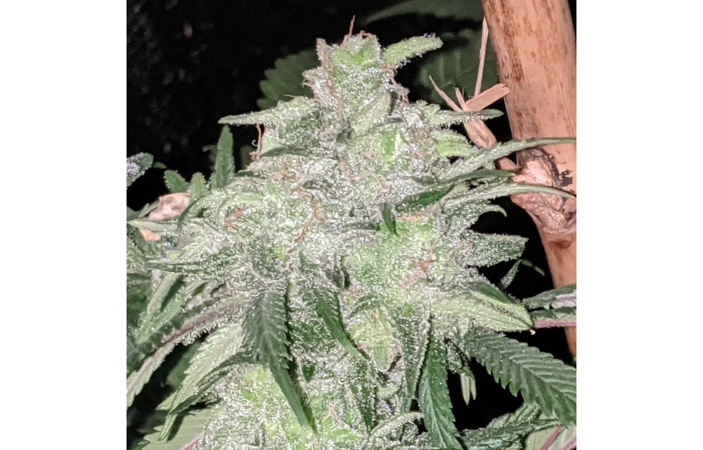Trainwreck (Arcata Cut) Fem 6 pk