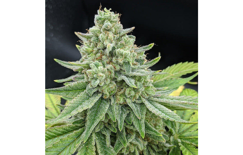 Hot Mess Fem 6 pk
