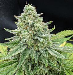Products tagged with gg4chem