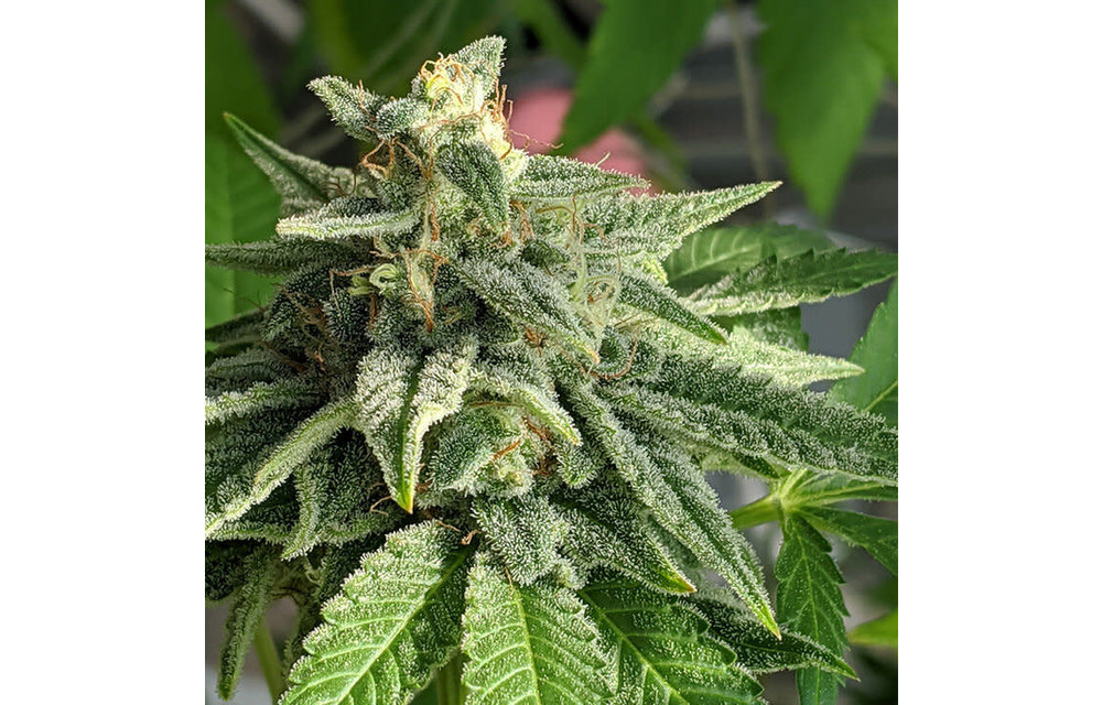 Hot Mess Fem 6 pk