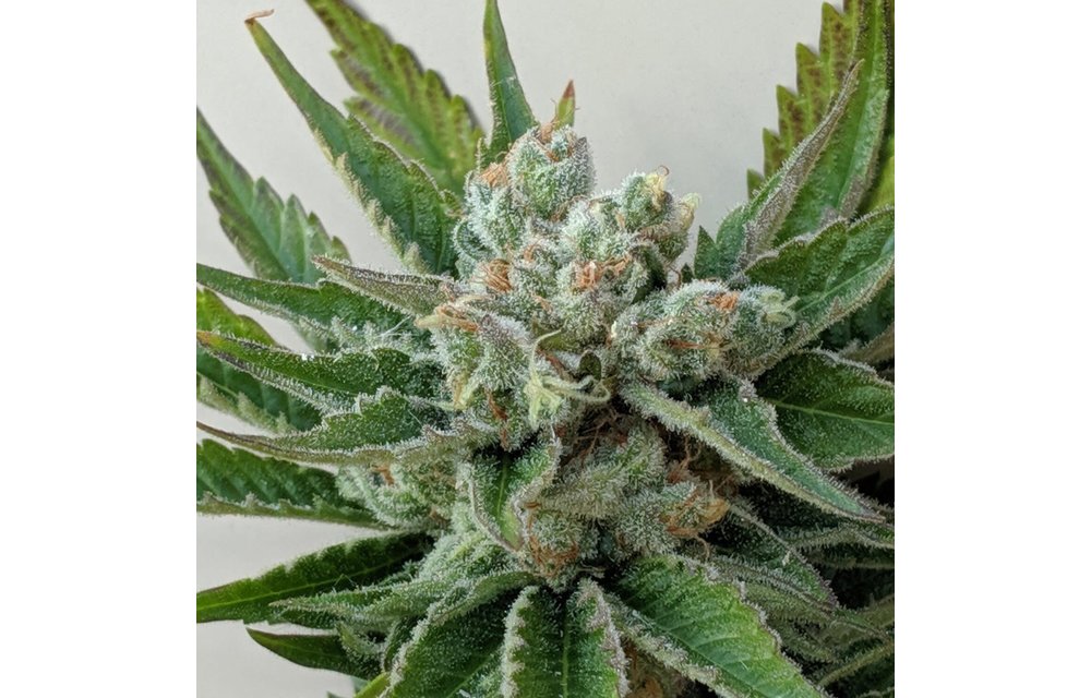T-Dub Fem 6 pk