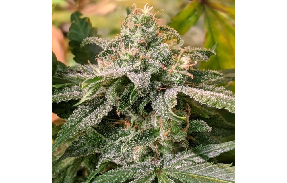 Double Durban Reg 16 pk