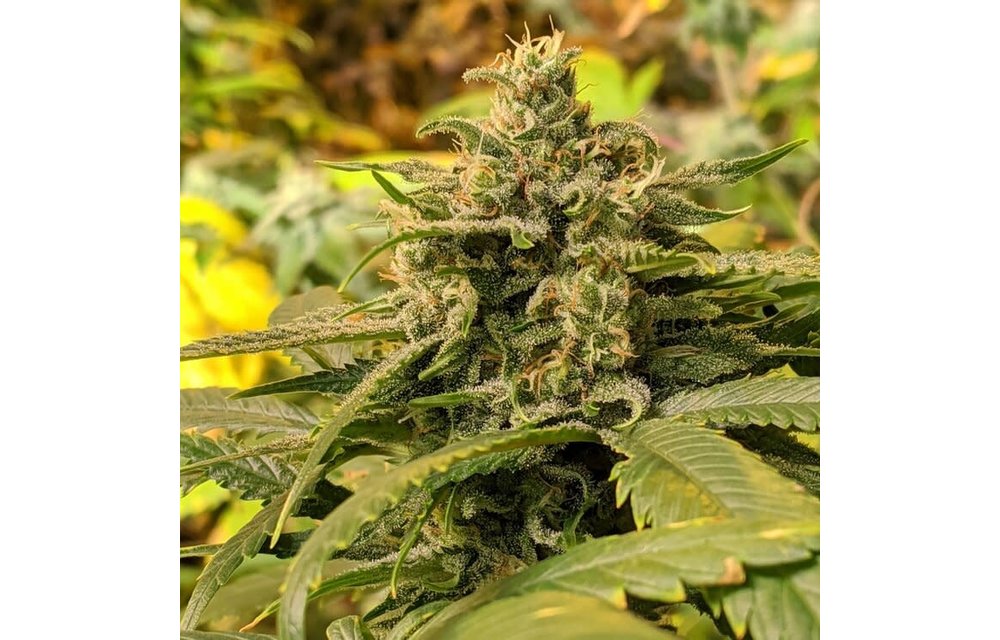 Double Durban Reg 16 pk