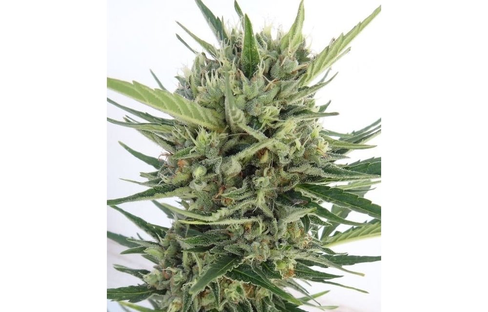 Malawi x Northern Lights Auto Fem 5pk