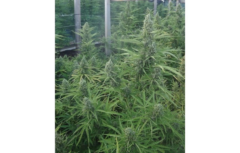 Malawi x Northern Lights Auto Fem 5pk