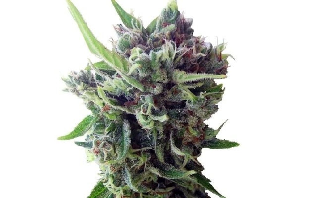 Zamaldelica Auto Fem 5 pk