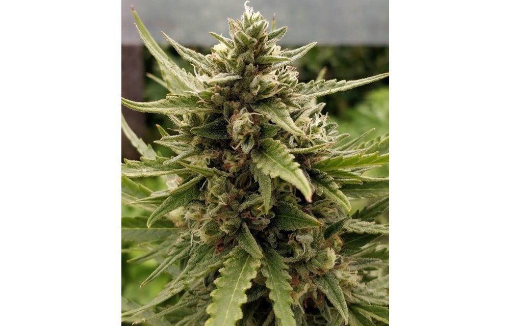 Zamaldelica Auto Fem 5 pk