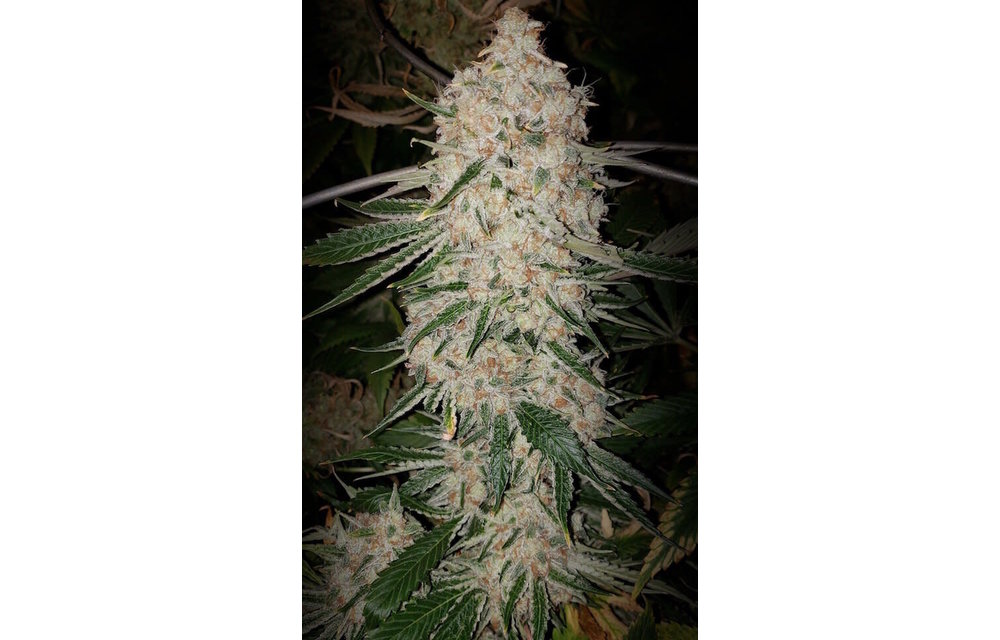 Pluto Cut R F3 Auto Fem 10 pk