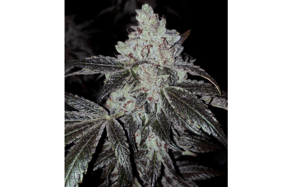 OG Kush Rbx Auto Fem 10 pk