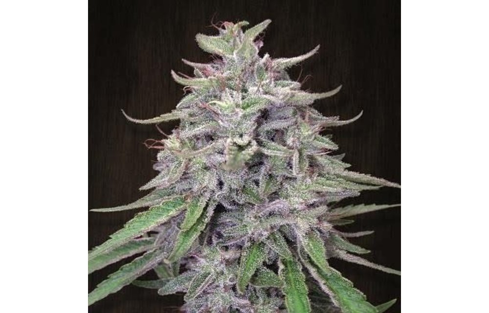 Bangi Haze Reg 10 pk