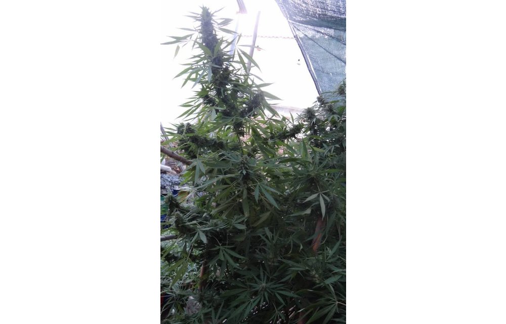 Bangi Haze Reg 10 pk