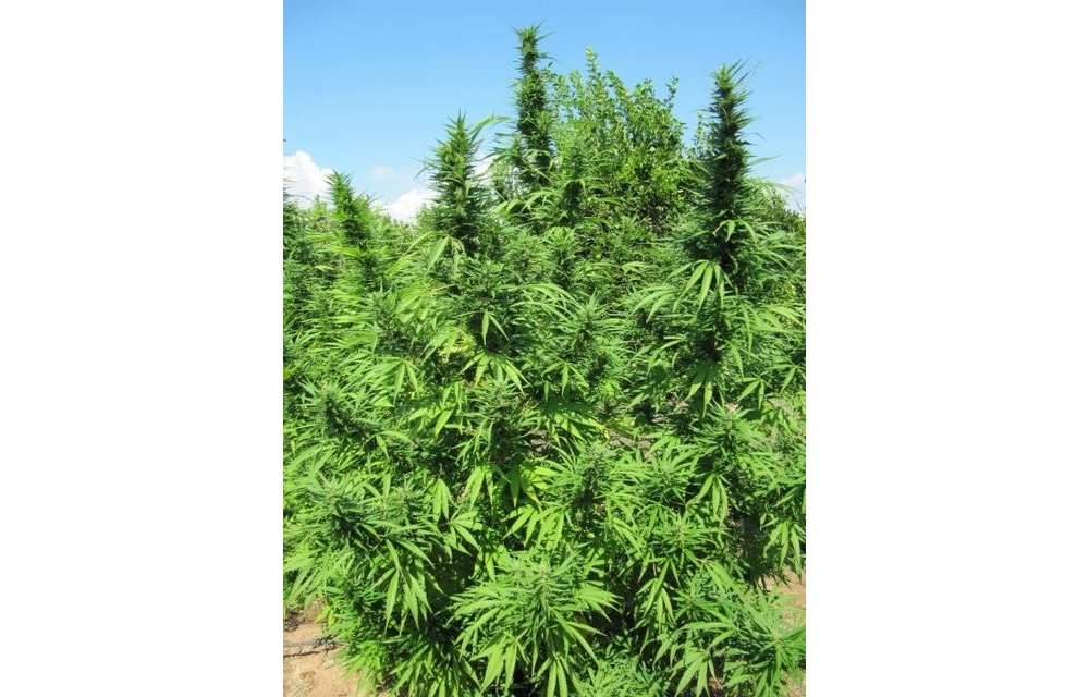 Bangi Haze Reg 10 pk