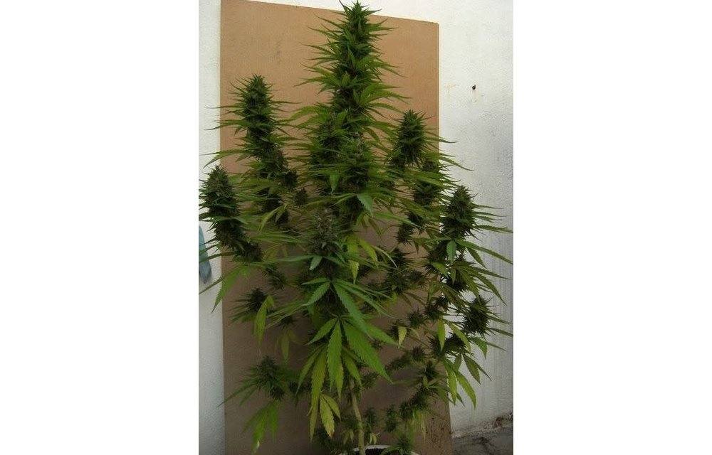 Congo Fem 5 pk