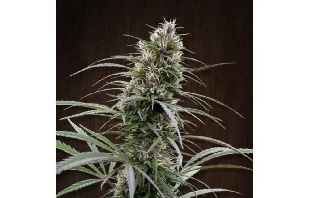 Congo Fem 5 pk