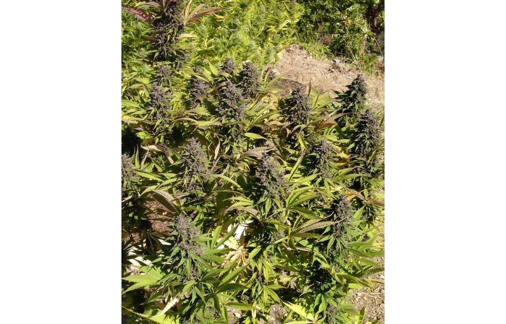 Congo Fem 5 pk