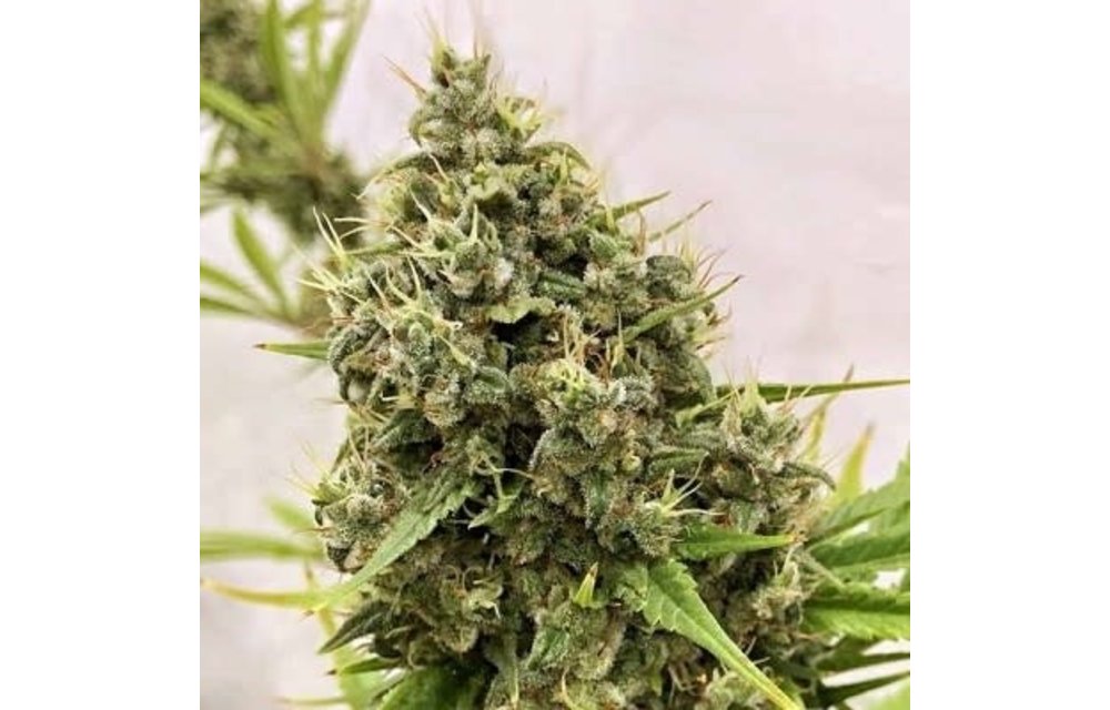 Guawi Fem 5 pk