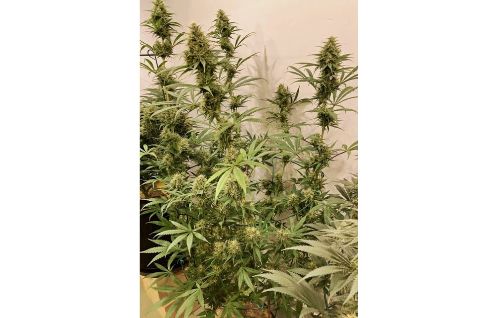 Guawi Fem 5 pk