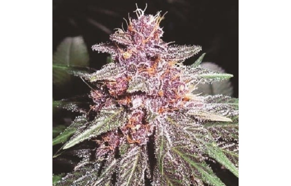 Violeta Fem 5 pk