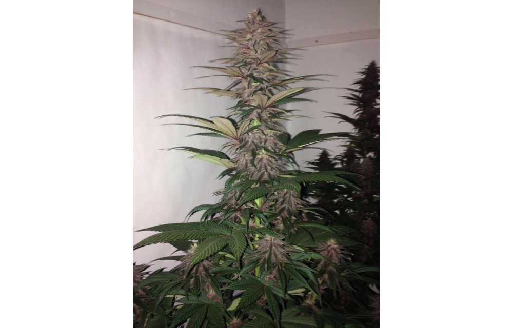 Violeta Fem 5 pk