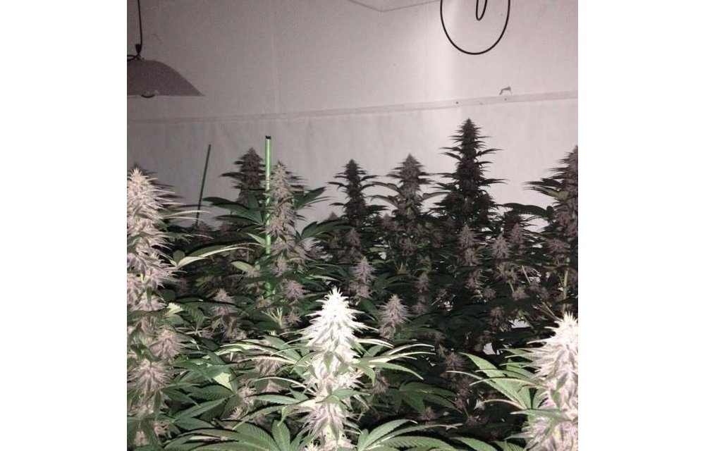 Violeta Fem 5 pk