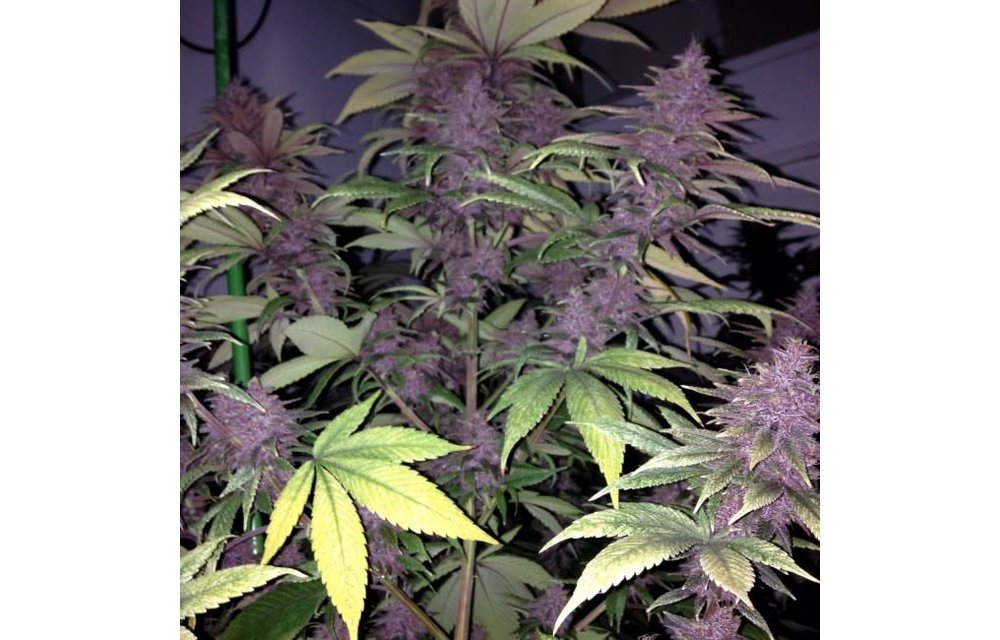 Violeta Fem 5 pk