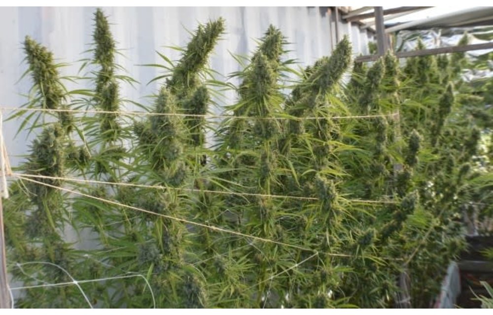 Super Malawi Haze Fem 5 pk
