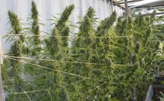 Products tagged with nevilhaze
