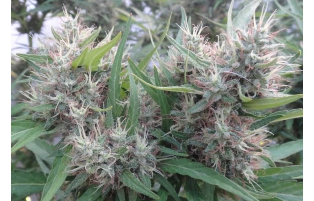 Super Malawi Haze Fem 5 pk