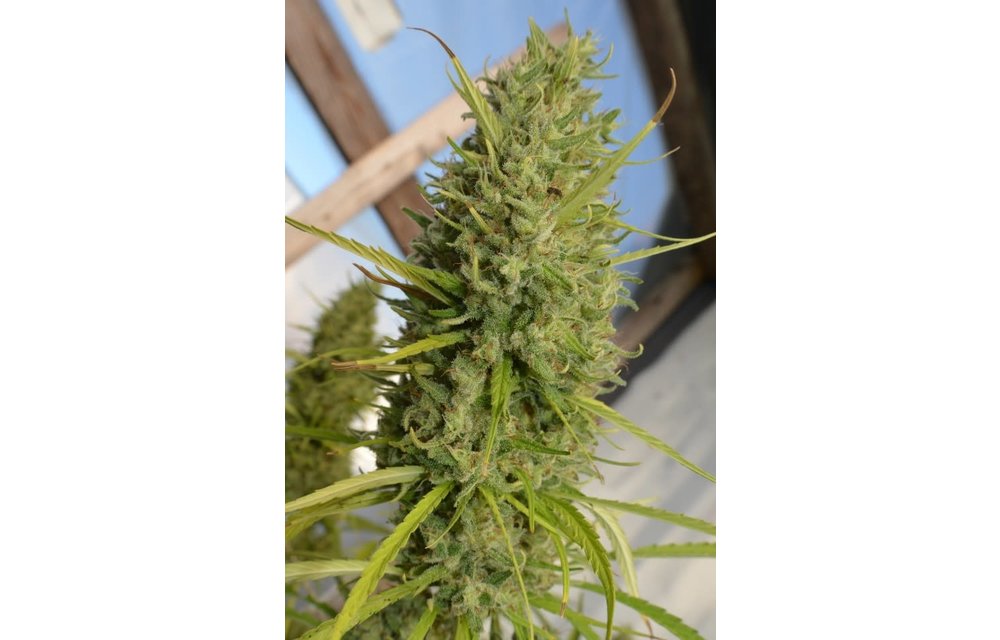 Super Malawi Haze Fem 5 pk