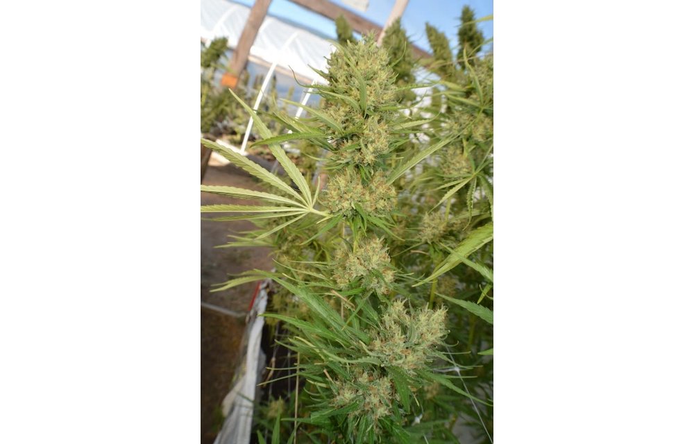 Super Malawi Haze Fem 5 pk