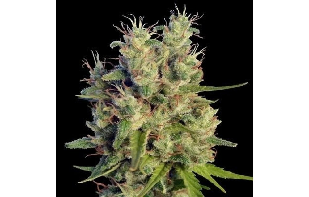 Super Malawi Haze Fem 5 pk