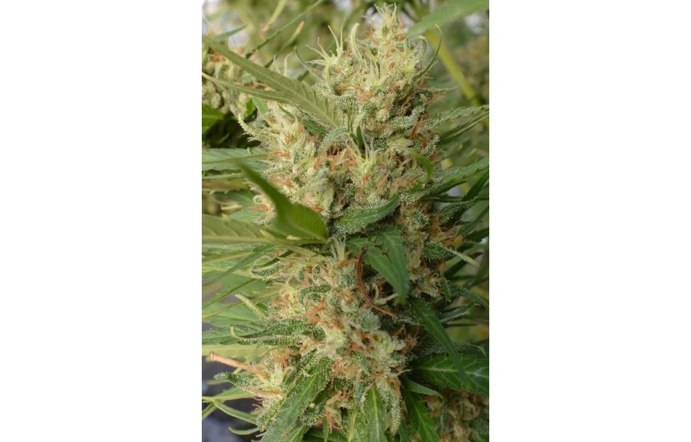 Super Malawi Haze Fem 5 pk