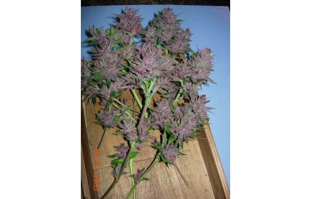PCK (Pakistani Chitral Kush) Fem 5 pk