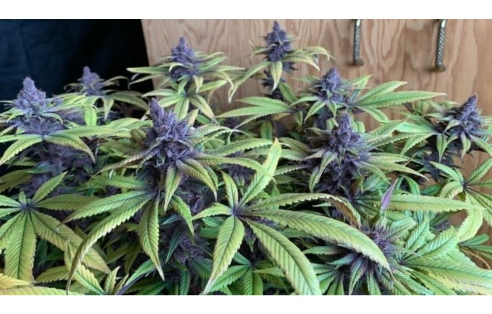 PCK (Pakistani Chitral Kush) Fem 5 pk