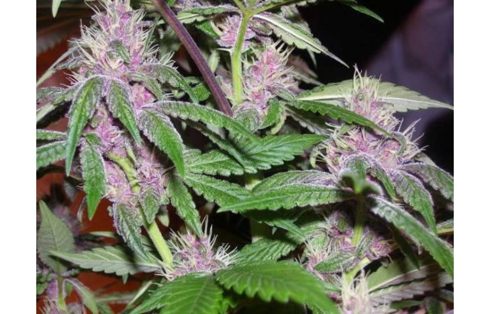 PCK (Pakistani Chitral Kush) Fem 5 pk