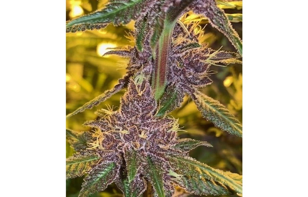 PCK (Pakistani Chitral Kush) Fem 5 pk