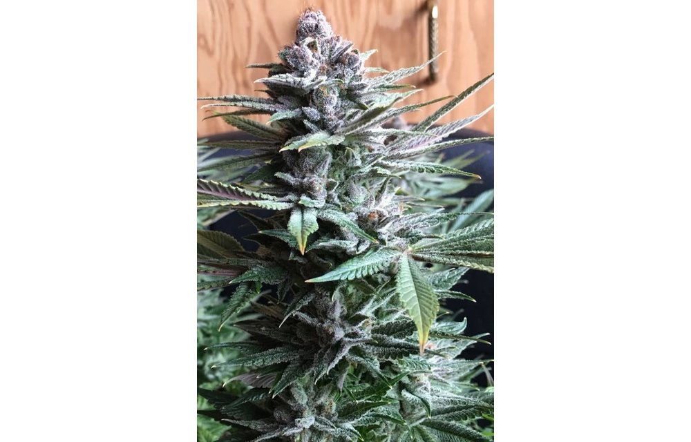 PCK (Pakistani Chitral Kush) Fem 5 pk
