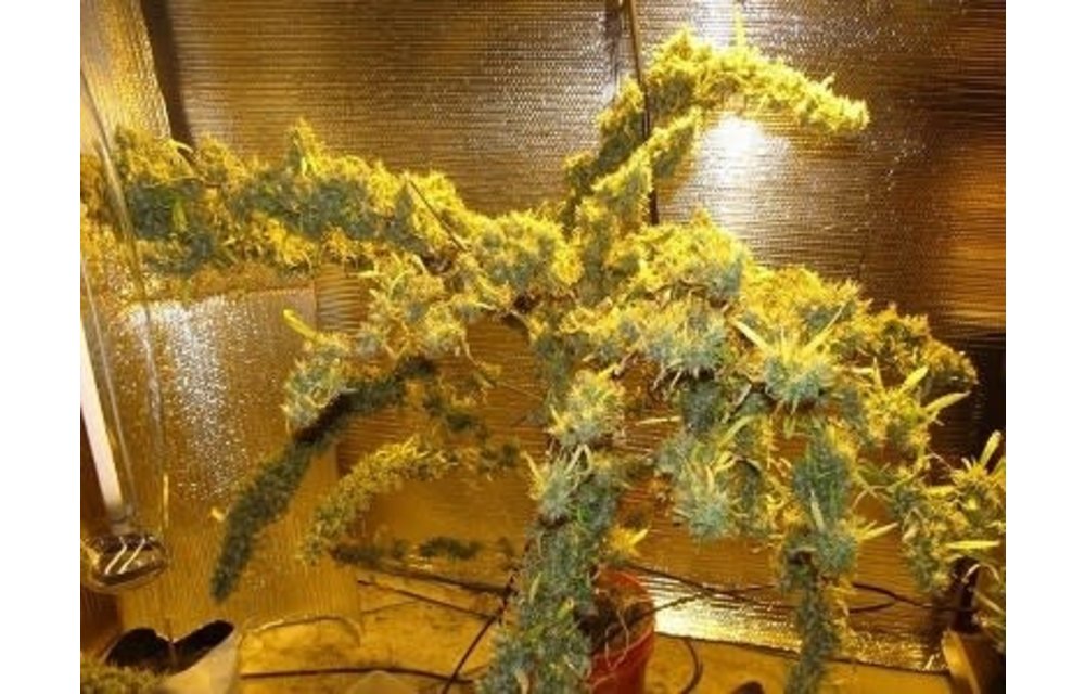 Panama Haze Fem 5 pk