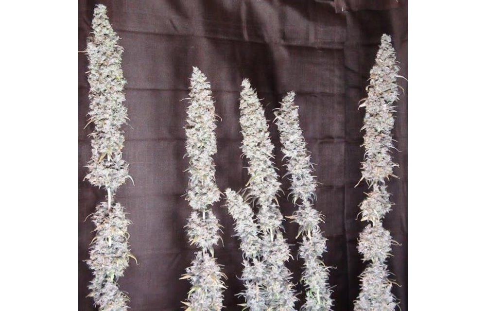 Panama Haze Fem 5 pk