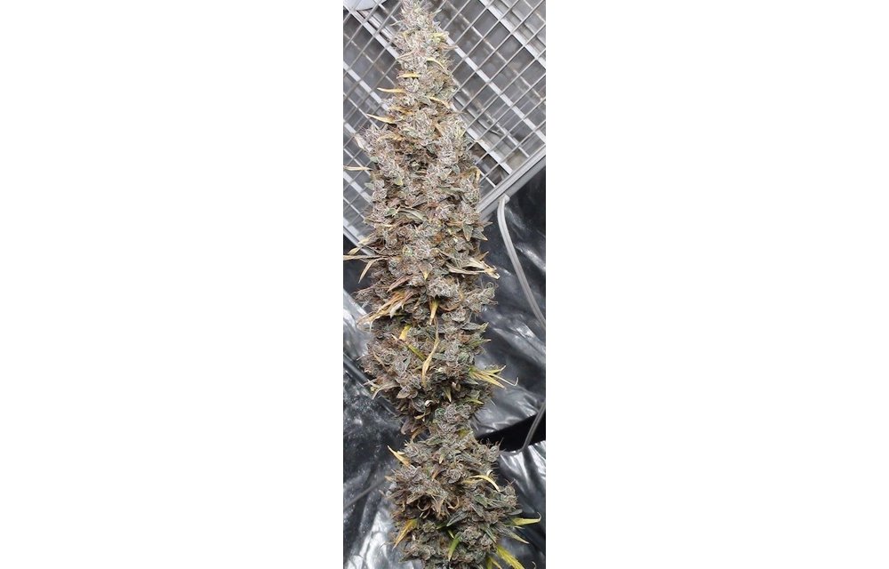 Panama Haze Fem 5 pk