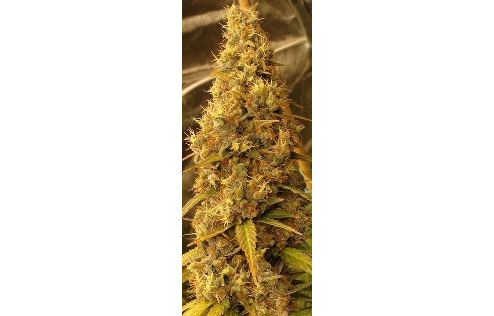 Panama Haze Fem 5 pk