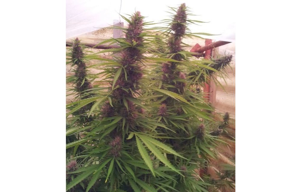 Panama Fem 5 pk