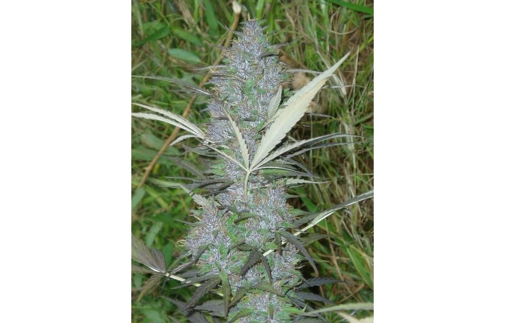 Panama Fem 5 pk