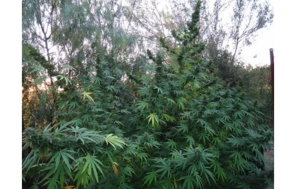 Panama Fem 5 pk